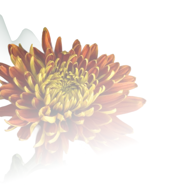 Đồng vàng Kim Gia Bảo Hoa Sen